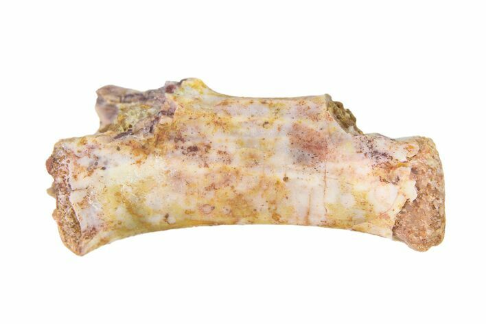 Triassic Fossil Avemetatarsalian (Dromomeron) Vertebra - Texas #322735